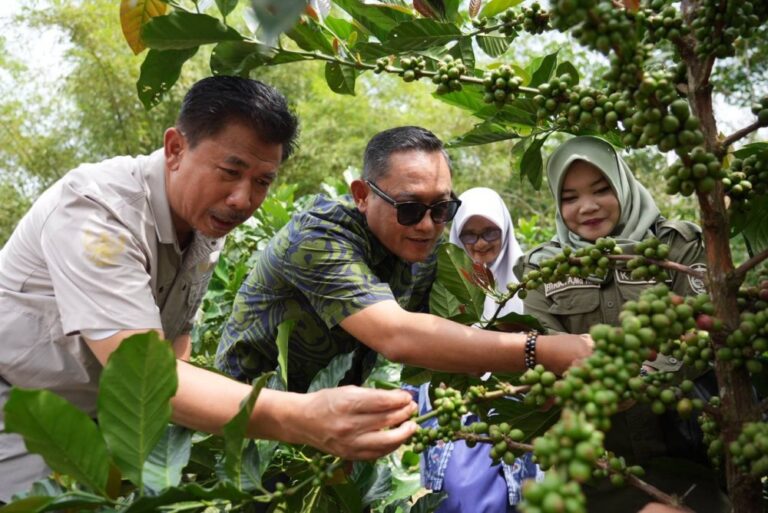 Jadi Andalan, Pemprov Kaltim Target Amankan Paten Kopi Prangat Pada 2026