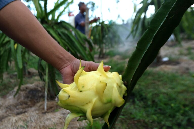Dari Banyuwangi ke Pasar Lebih Luas, Petani Buah Naga Naik Kelas Berkat Program Klasterku Hidupku BRI