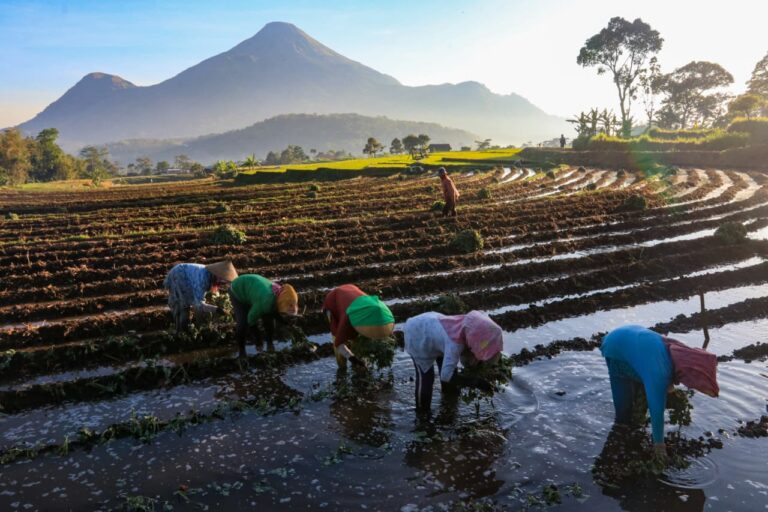 KUR BRI Mengaliri Sawah Rakyat, Menggerakkan Ekonomi dan Ketahanan Pangan Nasional